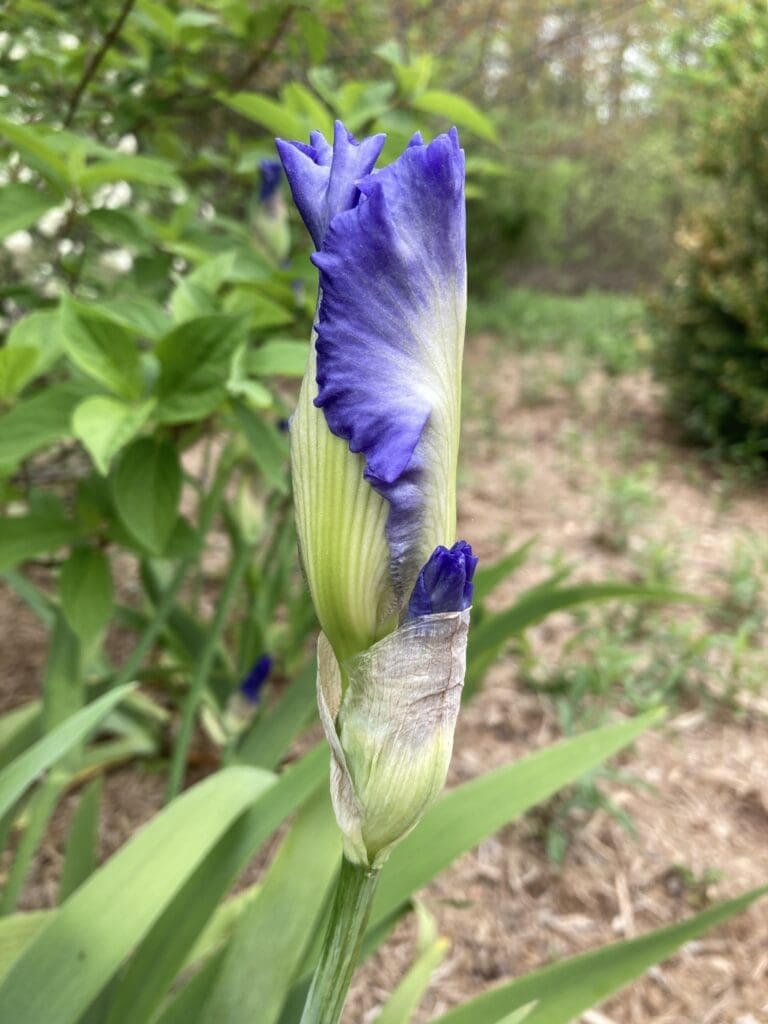 iris, garden