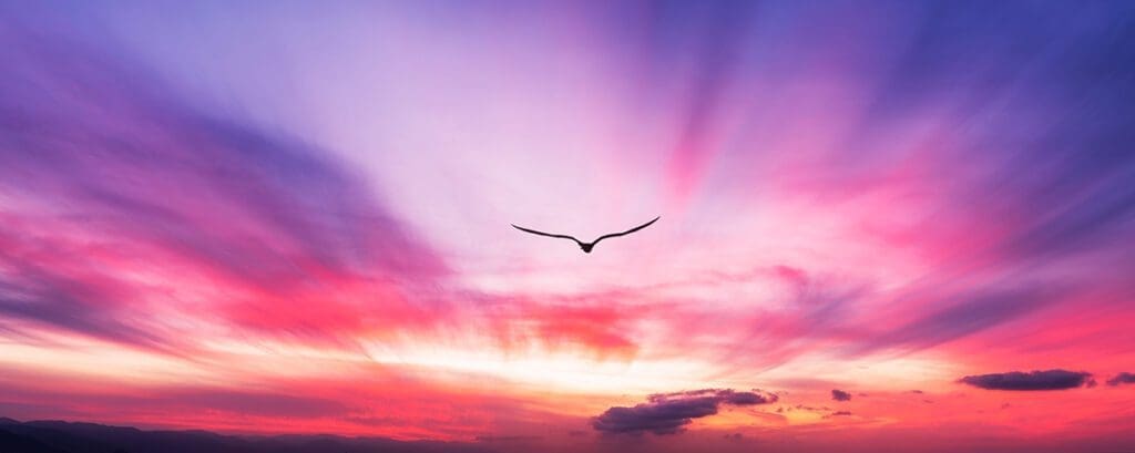 bird, soar, soaring, sky