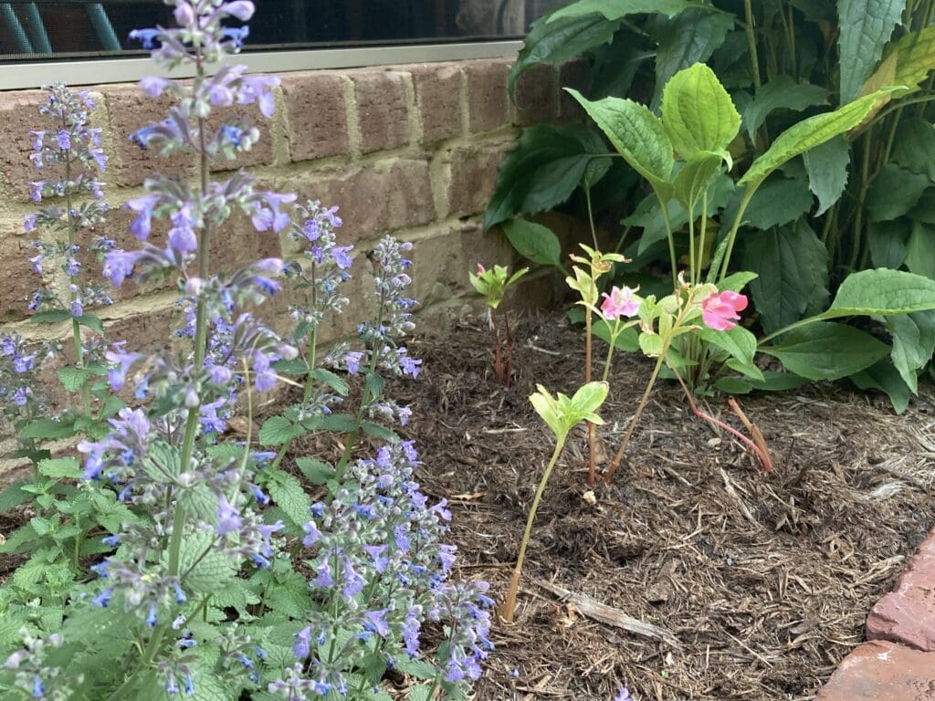 garden, plants, flowers