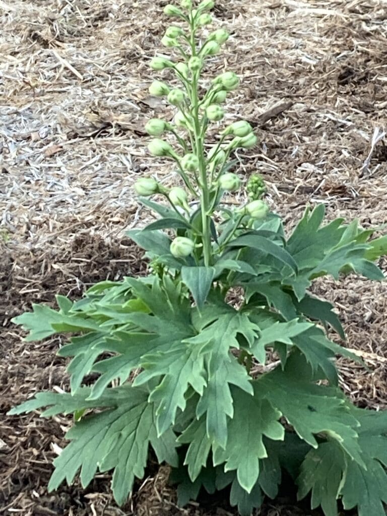 garden, plants, flowers