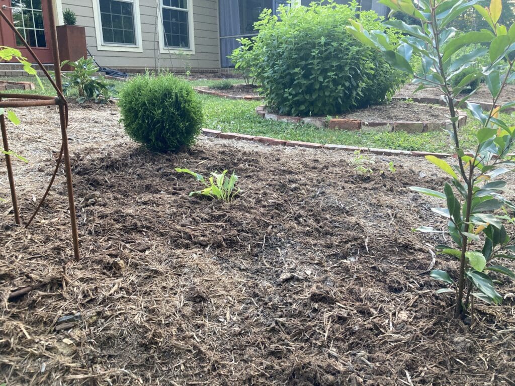 garden, plants, flowers