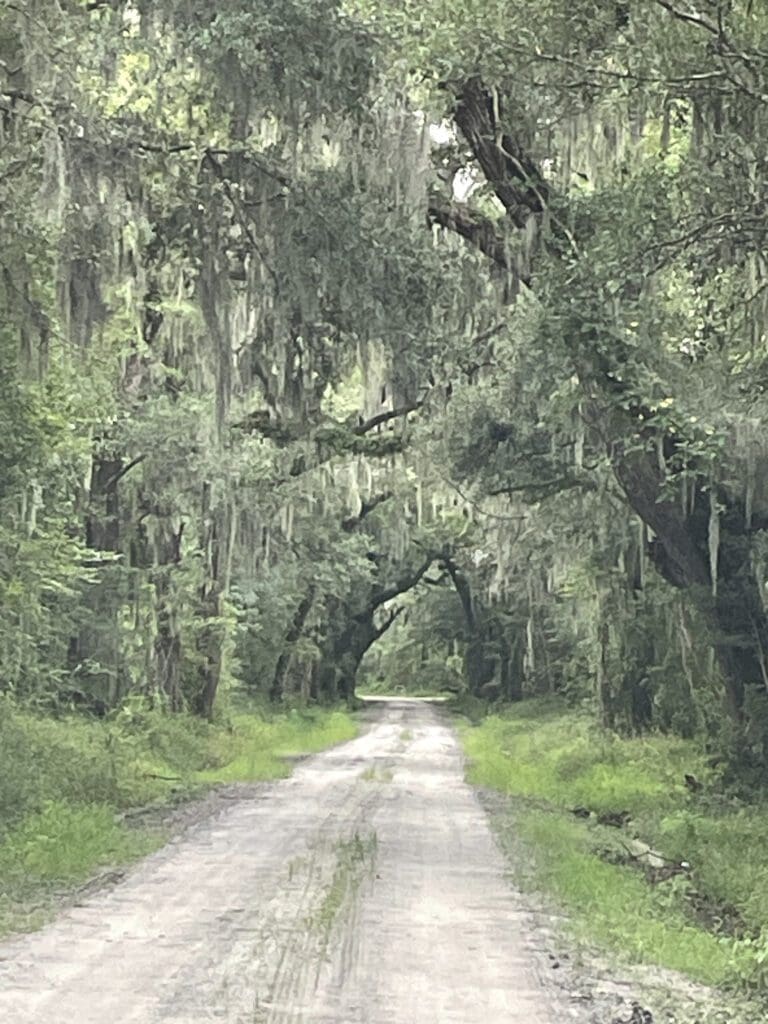 Edisto Island, SC, lowcountry, Spanish moss