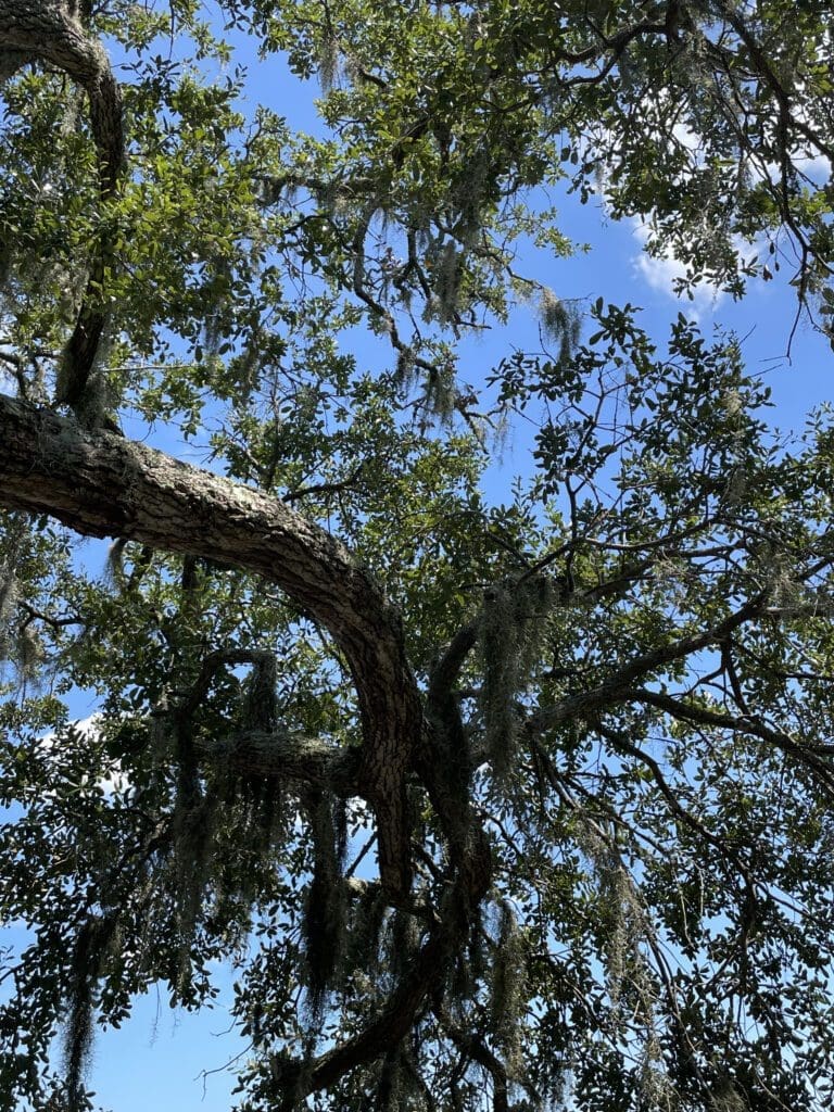 Edisto Island, SC, lowcountry