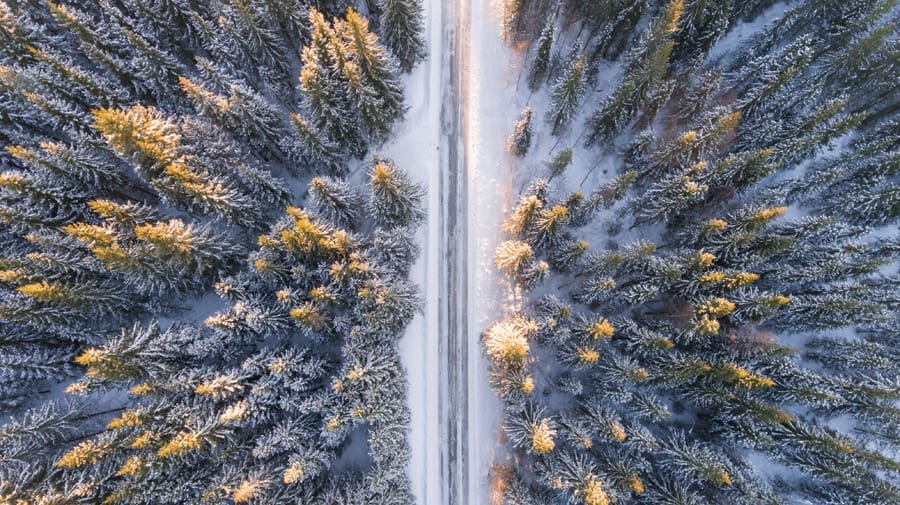 perspective, snow, trees